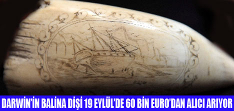 DARWİNİN BALİNA DİŞİ ALICI BEKLİYOR