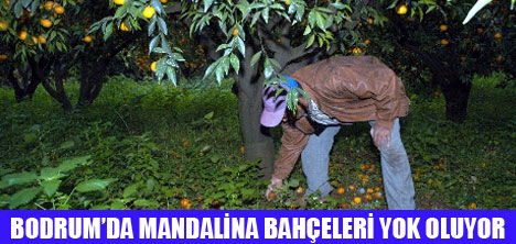 BODRUM MANDALİNASINA ALICI YOK