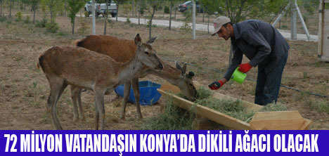 KONYADA HERKESİN AĞACI OLACAK