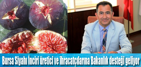 İncire Bursalı damat geliyor