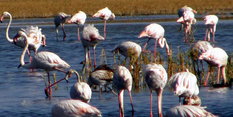 Flamingolar Erciş Sahillerini Geldi