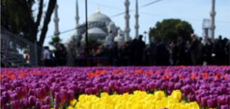 545 Bin Canlı Lale ile Halı Yapıldı