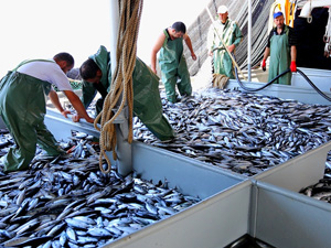 Trolle avlanma  balık türlerini ve kapasitesinin her geçen gün azaltıyor