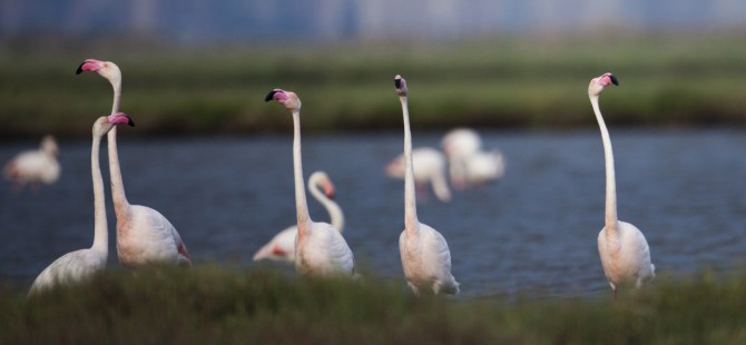 İzmir'in Gediz Deltası'nın UNESCO Dünya Doğa Mirası İlan Edilmesi İçin İmza Kampanyası Başladı