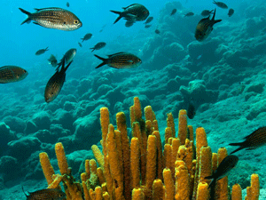 Akdeniz'de 5 yüz kilometreden fazla kıyı şeridinde iyileştirme ve iklim değişikliğine karşı koruma önlemleri alınacak