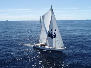 Blue Panda “Hayalet Ağlar”a Karşı Yelken Açtı
