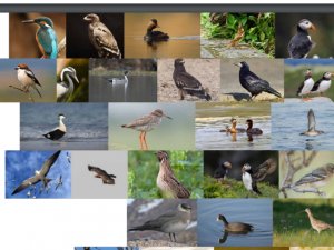 Avrupa Kuşları Kırmızı Listesi Güncellendi