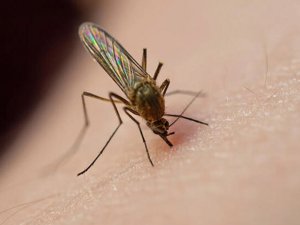 Asya Kaplan Sivrisineğine Dikkat!