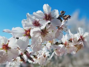 Badem çiçekleri festivale dönüştü