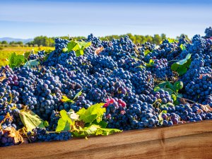 Sarı yazda bağ bozumu ve festival rotaları!