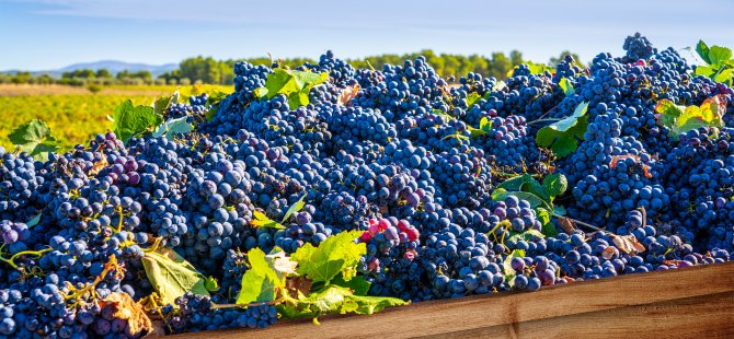 Sarı yazda bağ bozumu ve festival rotaları!