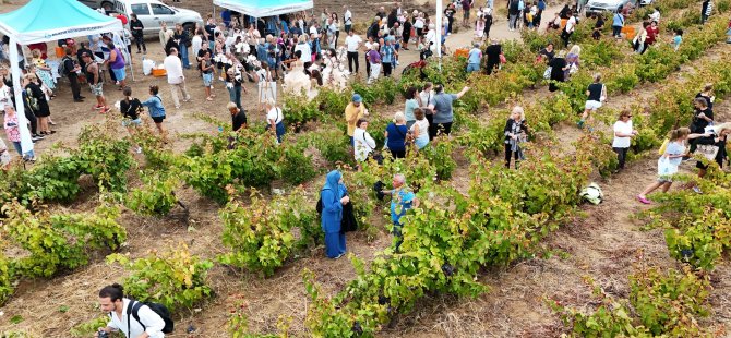 Bir Başkadır Avşa: Adakarası Üzüm Hasadı’nda Buluşma