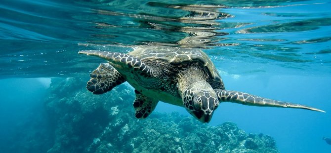 Caretta caretta’ların yolculuğu uyduyla aydınlanıyor 