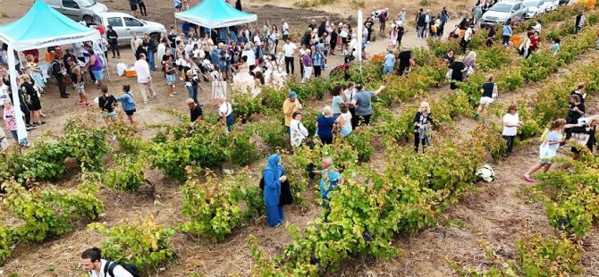 İDO, Avşa’da Bağbozumu Heyecanına Katılıyor