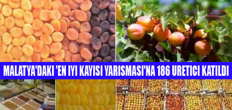 EN İYİ KAYISI YARIŞMASI