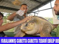 CARETTA CARETTALAR DENİZE BIRAKILDI