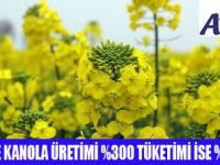 TÜRKİYEDE KANOLA ÜRETİMİ ARTTI