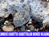 YAVRU CARETTALARDAN İLK ADIM