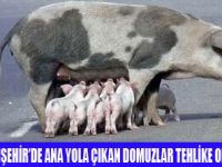 TATİLCİLER YABAN DOMUZUNA DİKKAT