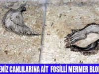 BİTLİSTE TARİHİ DENİZ TESTİS