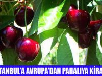 AVRUPANIN MEYVA BAHÇESİ