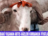 KURBANLIK FİYATI BU YIL 500-600 LİRA