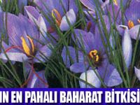 SAFRANBOLU'DA SAFRANIN TANIMI