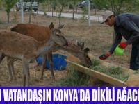 KONYADA HERKESİN AĞACI OLACAK