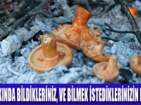 MANTAR ALEMİNE GİRİŞ SEMİNERİ