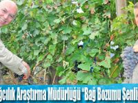 BAĞ BOZUMU ŞENLİĞİ BAŞLADI