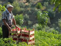 Knorr’la Domates Hasadına Davetlisiniz!