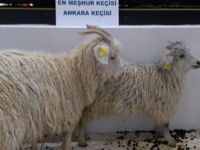 Ankara Keçisi Emitt Turizm Fuarı'nda