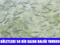 MARDİN'DE GÖLETLERE SAZAN YAVRUSU