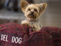 Hotels.com™ köpek dostu otelleri sizler için bir araya getirdi