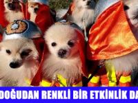 KÖPEK OLİMPİYATLARI BAŞLADI