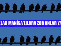 MANİSA'LILAR SIĞIRCIKTAN ŞİKAYETÇİ