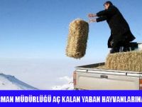 YABAN HAYVANLARINA YEM YARDIMI