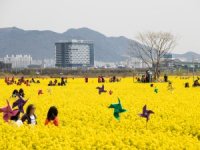 Güney Kore’de Bahar, ‘Çiçek Festivalleri’ ile Yaşanıyor 
