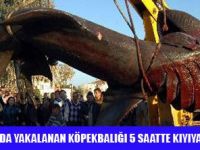 2 TON 8 METRE KÖPEKBALIĞI YAKALANDI