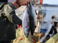 Şile Belediyesi’nden Bir İlk Daha: Şile Palamut Festivali Başlıyor!