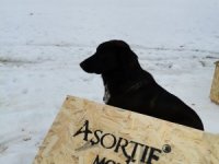 Asortie Mobilya Depremden Etkilenen Hayvanlar İçin Kolları Sıvadı