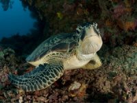 Deniz Kaplumbağalarını Birlikte Koruyalım