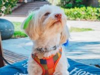 Evcil Dostunuzun da Yanınızda Olduğu Bir Aile Tatili Hayal Değil