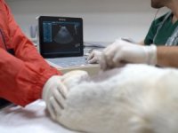 Bandırma Belediyesi Patili Dostlarının Yanında