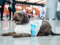 Terapi Köpekleri Göreve Hazır!