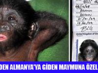 MAYMUN İÇİN ÖZEL PASAPORT
