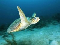 Caretta caretta’ların yolculuğu uyduyla aydınlanıyor 