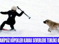 ULUDAĞ'DA SAHİPSİZ KÖPEK TEHLİKESİ