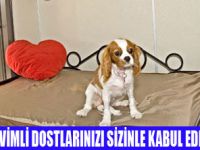 TATİLDE  KÖPEĞİNİZLE KONAKLAYIN