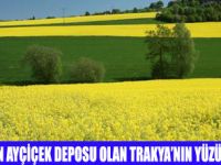 TRAKYADA KANOLA BEREKETİ